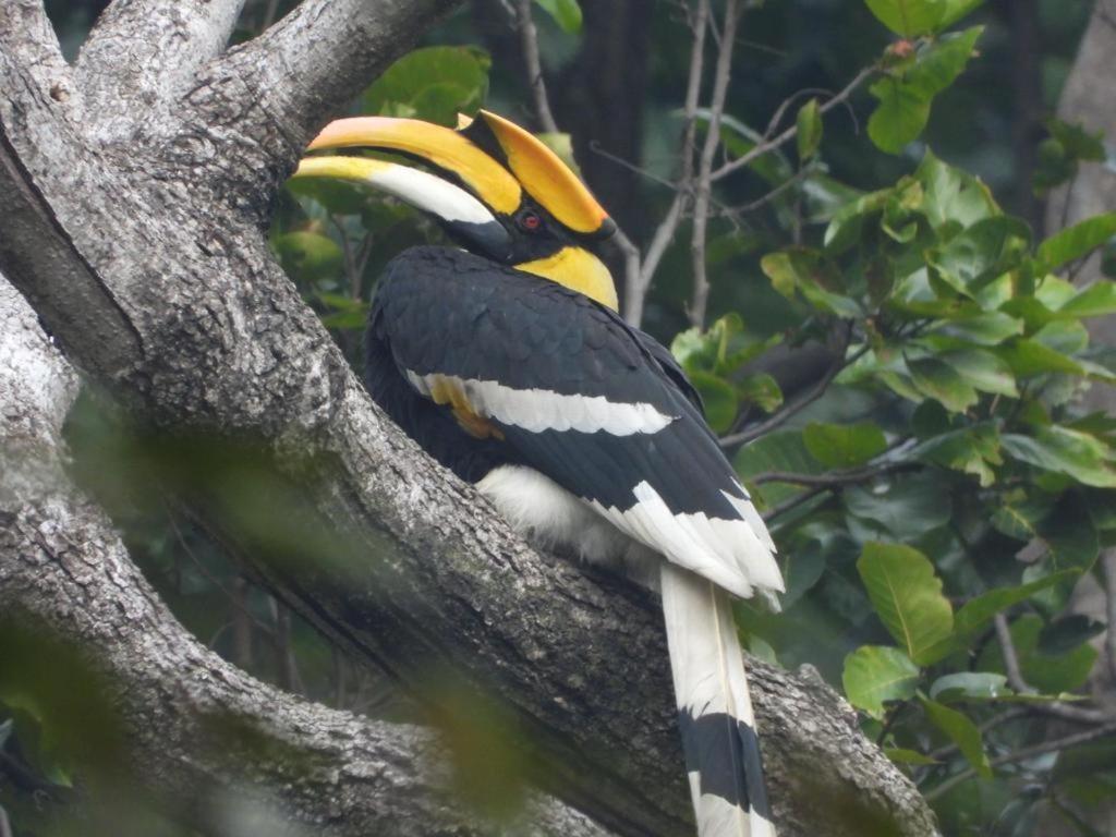 Aura Wildlife Camp And Resorts Marchula Esterno foto