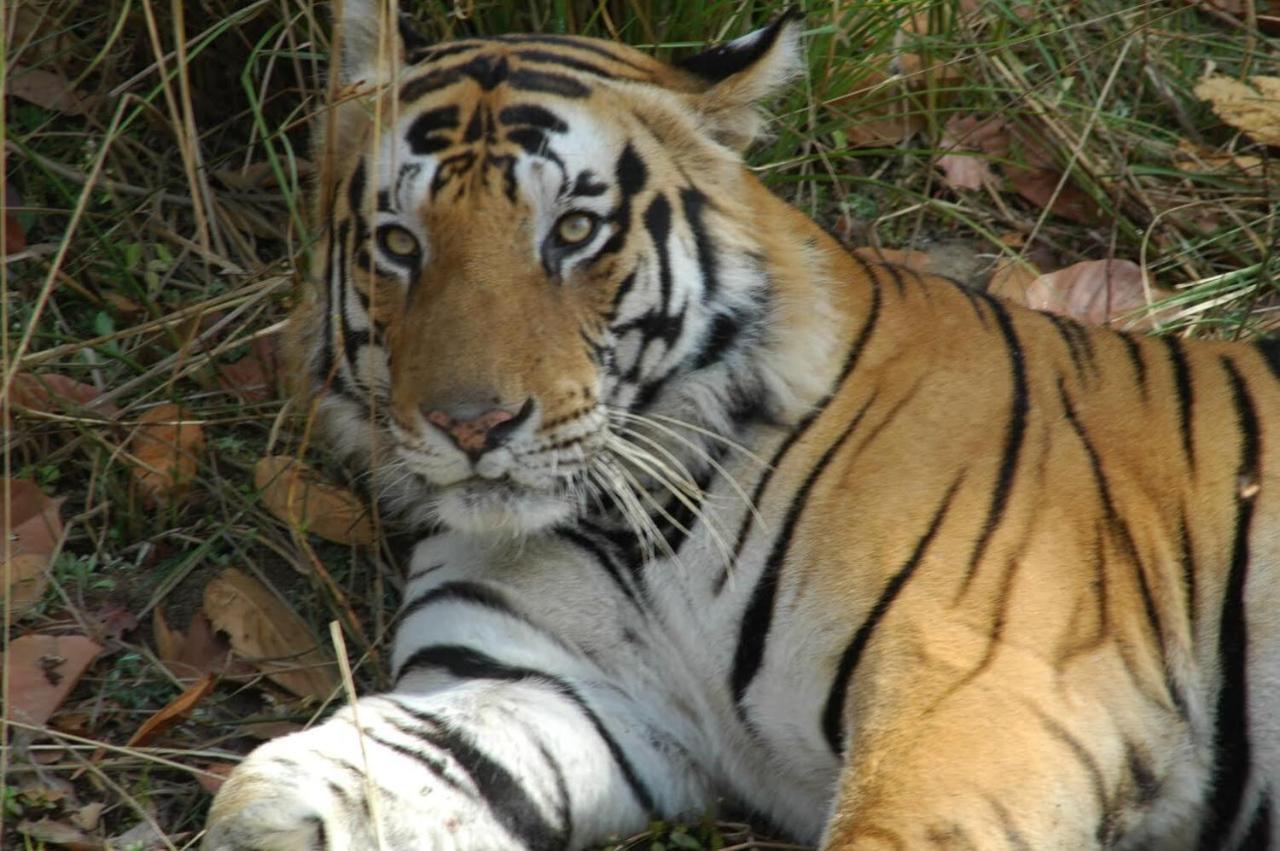 Aura Wildlife Camp And Resorts Marchula Esterno foto