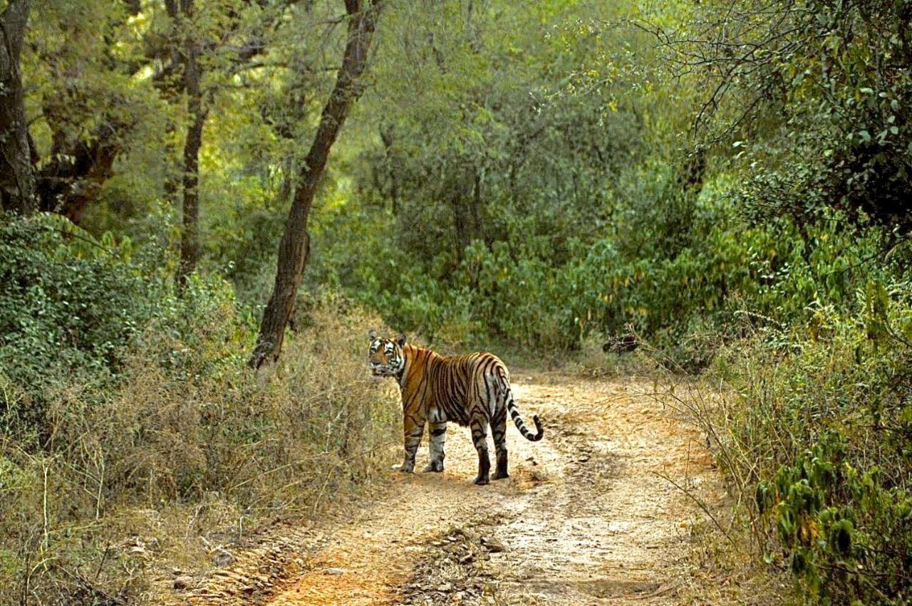 Aura Wildlife Camp And Resorts Marchula Esterno foto